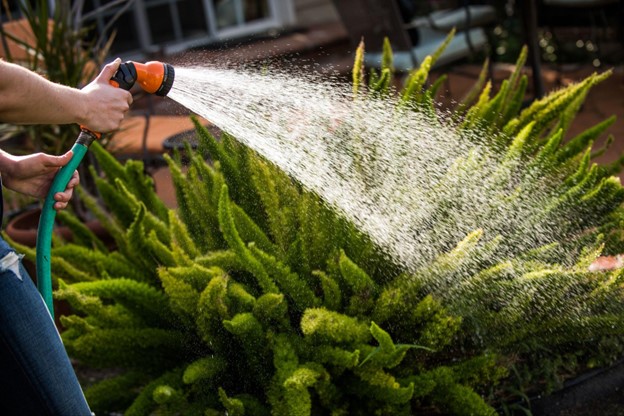 A person waters drought-resistant plants with a hose